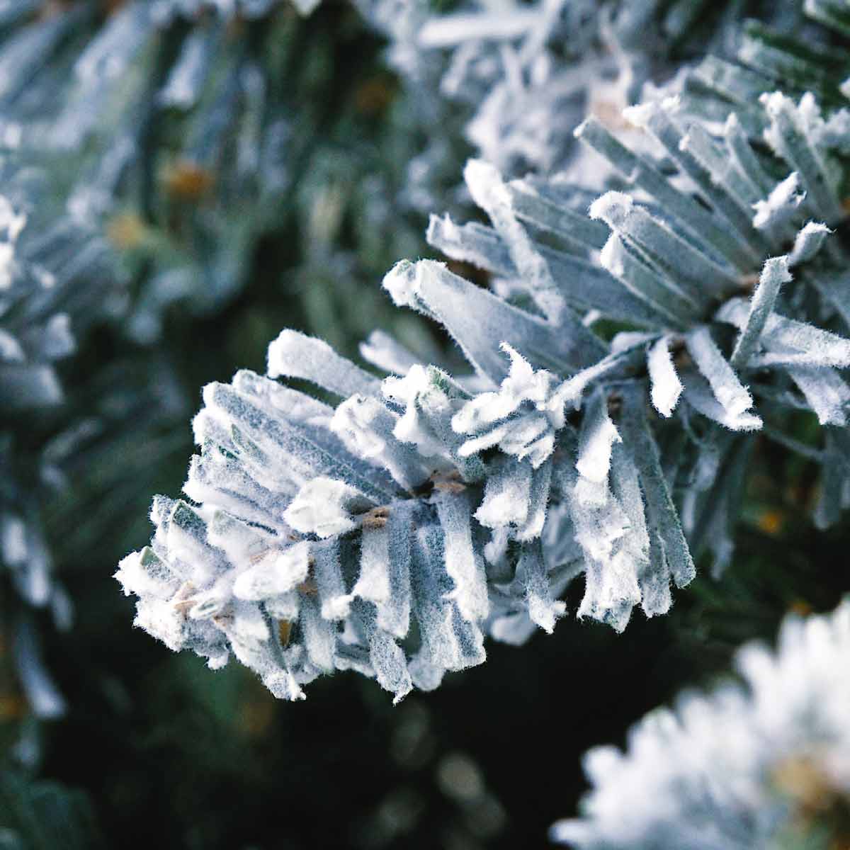 ★58-29-5-6 デラックススノークリスマスツリー高さ300×幅200cm