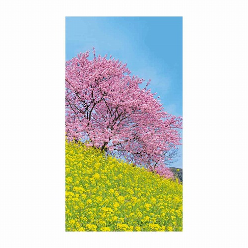★53-25-10-1 バックグラウンドシート 桜と菜の花120×220cm【防炎加工】