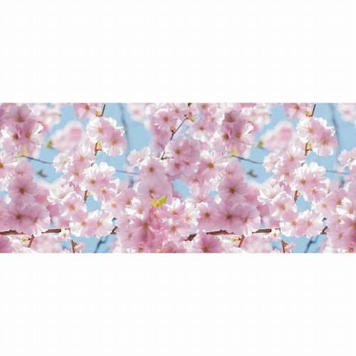 ★53-25-11-1 ディスプレイシート 桜【防炎加工】
