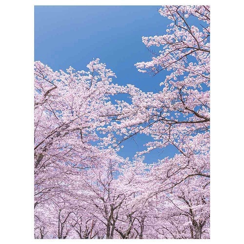 ★53-25-7-1 バックグラウンドシート さくら 175×240cm【防炎加工】