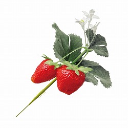 ★53-19-11-1 12本フレッシュストロベリーピック