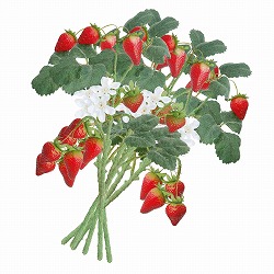 ★53-19-12-1 6本 ストロベリーショートブランチセット(31cm)