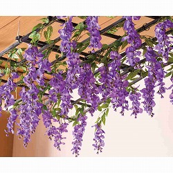 ★53-20-1-1 藤棚 幅70cm