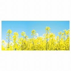 ��53-26-9-1 �f�B�X�v���C�V�[�g �؂̉� 200×87cm