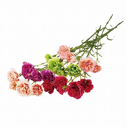 ★53-47-6-1 6本カーネーションスプレー52.5cm (造花)