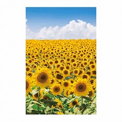 ��55-101-11-1 �ޯ���׳��޼�� �Ђ܂�� 145×220cm