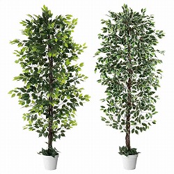 ��55-21-5-1 �l�H���؃x���W���~�� 210cm