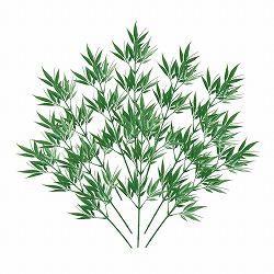 ��55-4-2-1 10�{ ���[�}���X�v���[ 53cm