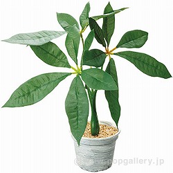 pL|bg TE8-0059